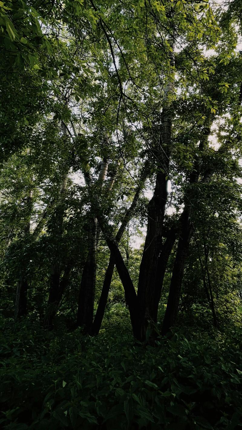 Thumbnail for Nature